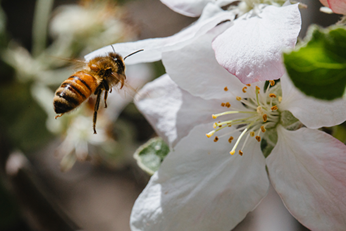 The journey of an apple